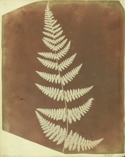 Tüpfelfarn von William Henry Fox Talbot